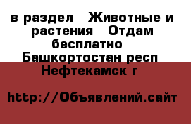  в раздел : Животные и растения » Отдам бесплатно . Башкортостан респ.,Нефтекамск г.